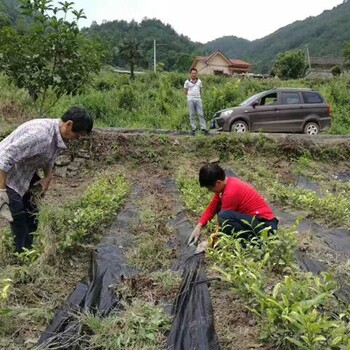 开封防草布款式