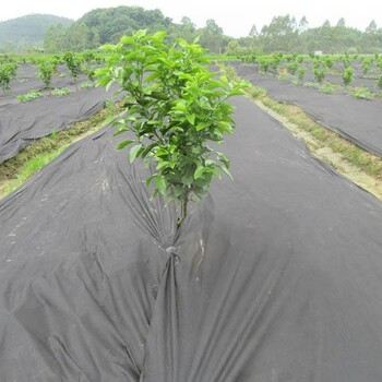 防草布農(nóng)用園藝地布pp抑草布果園除草蓋草布廠家