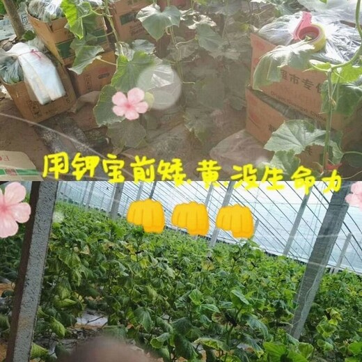 膨果为峰肥业沃根膨果钾宝厂家,水溶肥