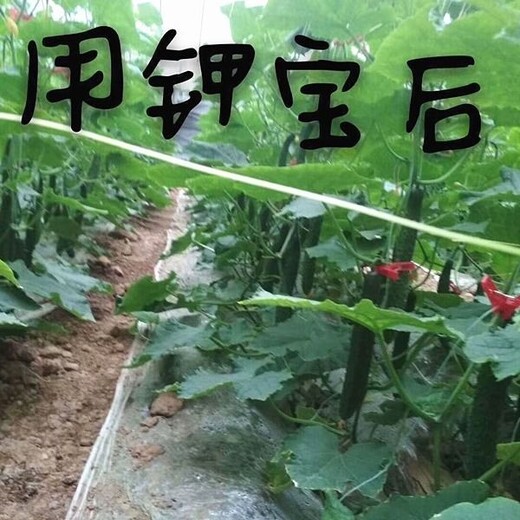 为峰肥业钾宝,蔬菜为峰肥业沃根膨果钾宝