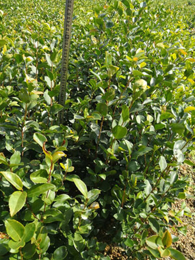 福新苗圃油茶袋苗,上海生产油茶苗规格