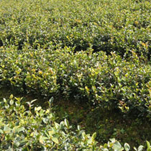 福新苗圃油茶袋苗,天津油茶苗品质优良