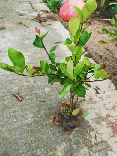 娄底定做油茶苗规格,油茶袋苗