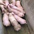 山东青岛市仔猪批发价格原种母猪出售 图片
