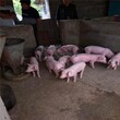 山东青岛市仔猪批发价格仔猪产品信息库图片