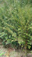 红豆杉袋苗图