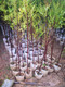 红豆杉造型苗图