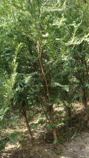 新乡红豆杉苗品种繁多,红豆杉袋苗