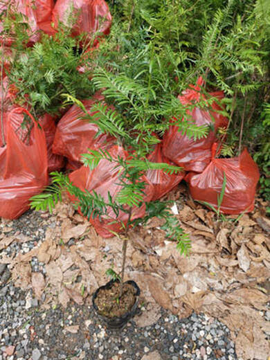 福新苗圃红豆杉袋苗,秦皇岛供应红豆杉苗品质优良