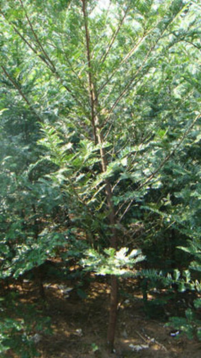 永州定做红豆杉苗质量可靠,红豆杉袋苗