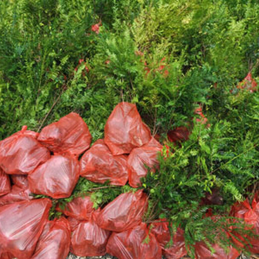 福新苗圃红豆杉造型苗,天津销售红豆杉苗质量可靠