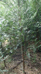 福新苗圃红豆杉地苗,平顶山红豆杉苗服务图片5