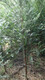红豆杉袋苗图