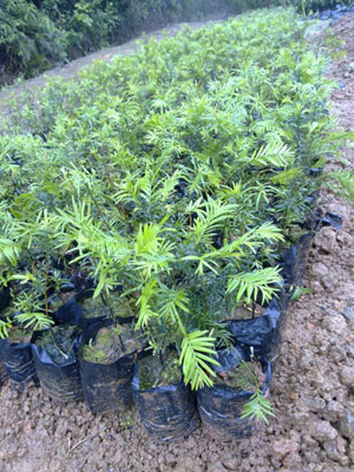 福新苗圃红豆杉造型苗,娄底销售红豆杉苗品质优良