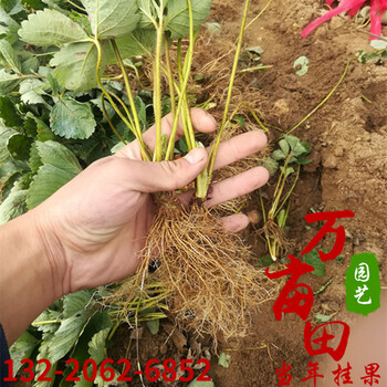 徐州万亩田草莓苗规格