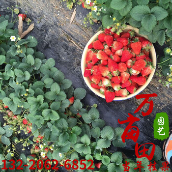 益阳万亩田草莓苗价格实惠,甜宝草莓苗
