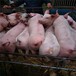 山东威海市仔猪批发价格猪苗供应