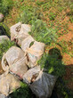 福新苗圃杉木容器苗,岳陽生產杉木苗信譽保證圖片
