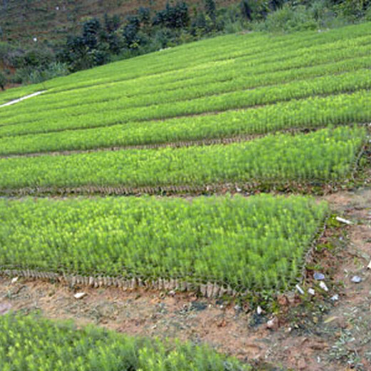 福新苗圃马尾松袋苗,香港生产马尾松苗品质优良