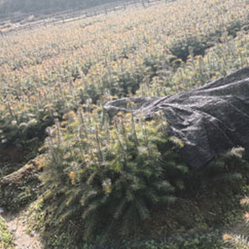 台湾生产杉木苗规格,杉木袋苗