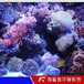 永州海洋生物展览价格 房地产楼盘活动