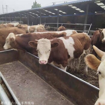 苏州育肥肉牛养殖场 石家庄驴苗现货供应