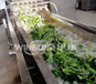 上海制造蔬菜漂烫杀青设备操作简单