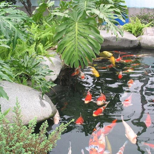 广州萝岗土建鱼池清洗消毒 玻璃鱼缸护理