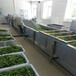 上海制造蔬菜漂烫杀青设备性能可靠