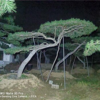 山東常青造型油松基地 規(guī)格 歡迎來基地實(shí)地考察