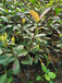 福新苗圃红叶石楠球,秦皇岛销售红叶石楠苗质量可靠