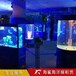 岳阳企鹅展览价格 承办海洋鱼缸展公司