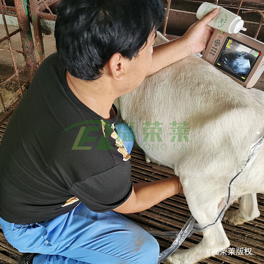 福荣莱羊用B超机A10操作简单,母羊B超测孕仪