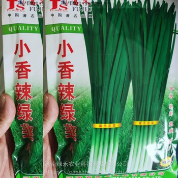 小葉韭菜籽小香辣韭深綠色早發(fā)抗寒抗病辣味特濃