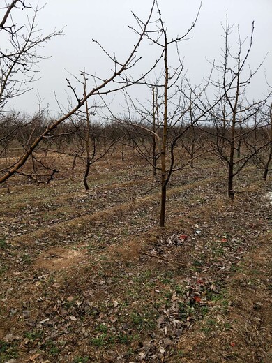 酥梨18-20公分梨树,广西防城港供应15公分梨树质量可靠