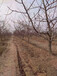 宁夏中卫供应15公分梨树