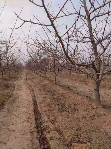 北京海淀15公分梨树质量可靠