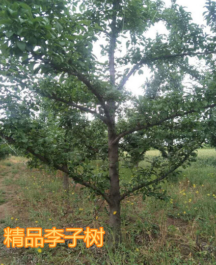 8公分李子树价格12公分李子树产地,南昌供应8公分黑李子树