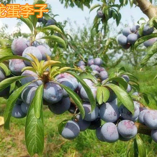 惠州10公分李子树价格,5公分李子树产地