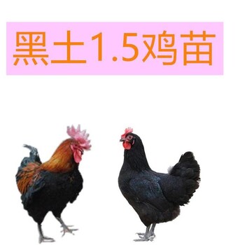 广西红瑶鸡苗行情