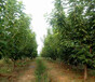 池州12公分大樱桃树品质优良,10公分樱桃树价格