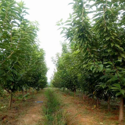 四川绵阳供应15公分梨树质量可靠