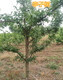 巴彦淖尔8公分李子树10公分李子树价格产品图