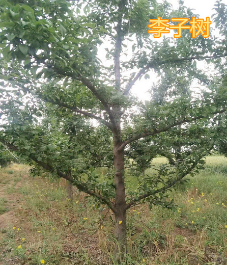 巴彦淖尔销售10公分李子树价格,5公分李子树产地