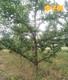 延安10公分李子树价格产品图