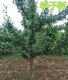 8公分李子树5公分李子树产地,怀化销售10公分李子树价格产品图