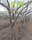 日喀则10公分李子树价格,5公分李子树产地产品图