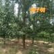庆阳供应10公分李子树价格,5公分李子树产地产品图