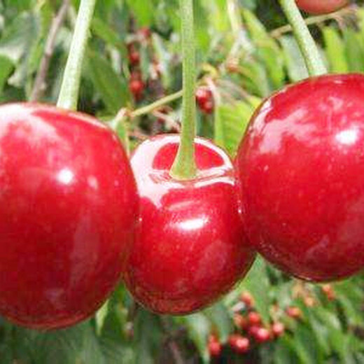 阿克苏12公分大樱桃树品质优良,10公分樱桃树价格