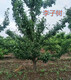 鄢陵县10公分李子树价格产品图